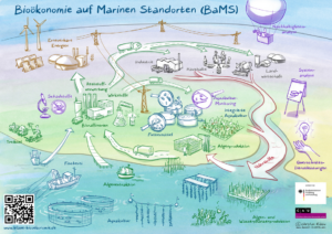 Logo Bioökonomie auf Marinen Standorten (BaMS) e.V.